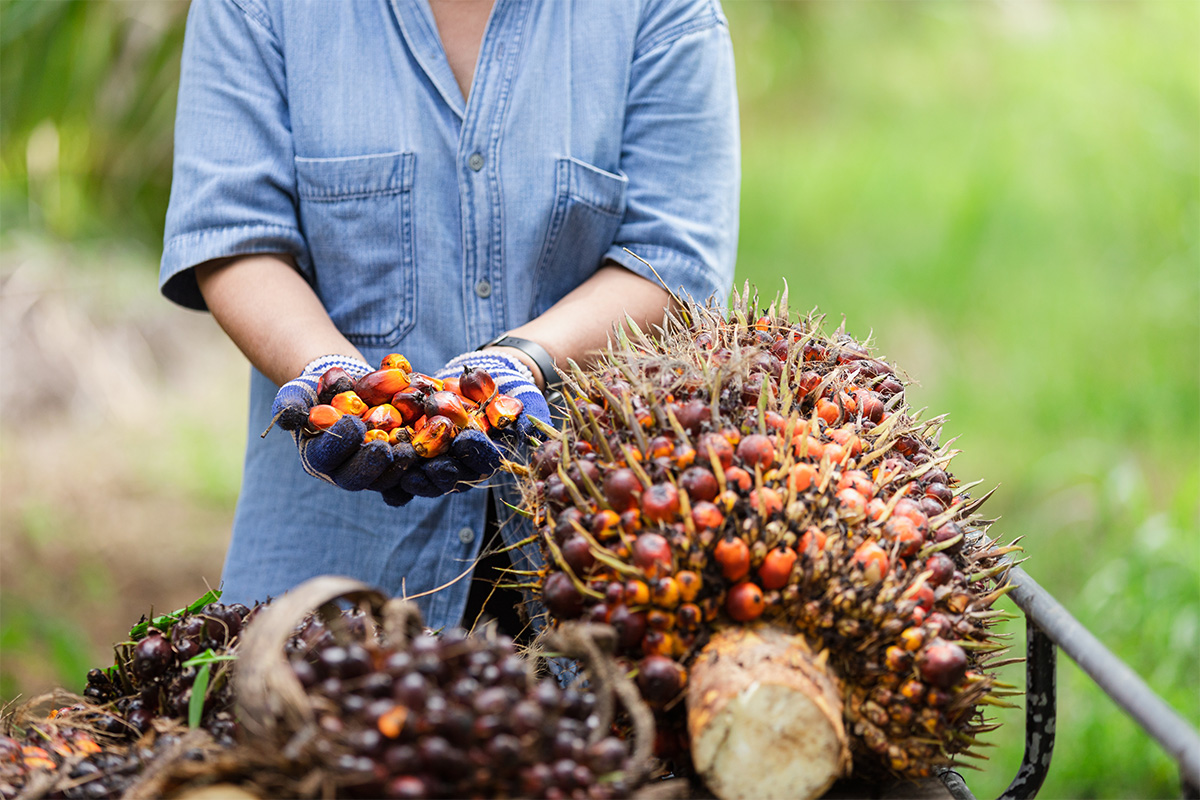 Buah-Kelapa-Sawit.jpg