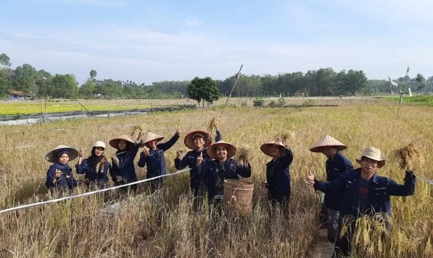 sawah.jpg