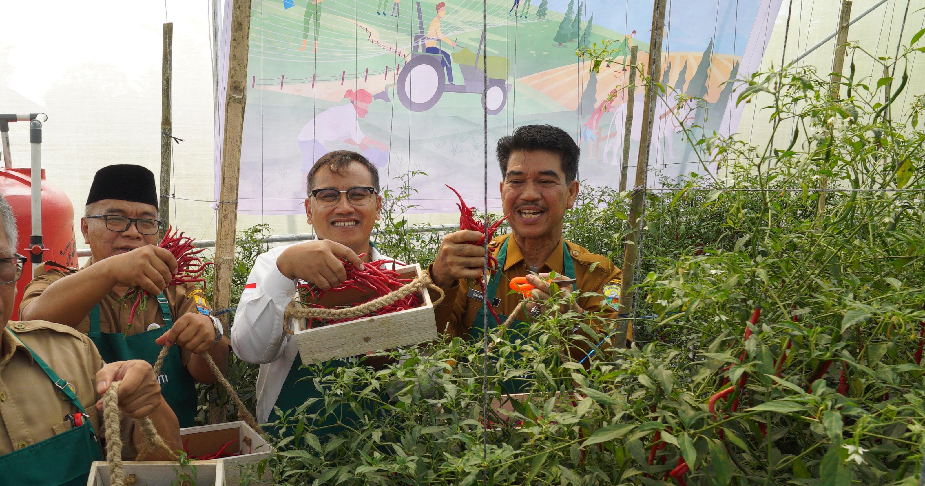 BI Jambi dan TPID Perkuat Kemandirian Pesantren, Panen Perdana Cabai Merah di Ponpes Al Muttaqin Berhasil