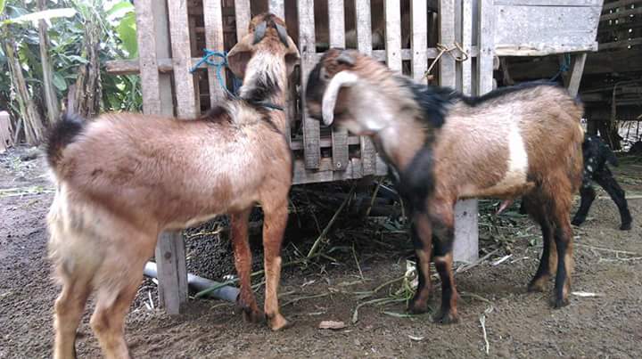 Torpedo Kambing Bisa Tingkatkan Libido Pria, Mitos atau Fakta?